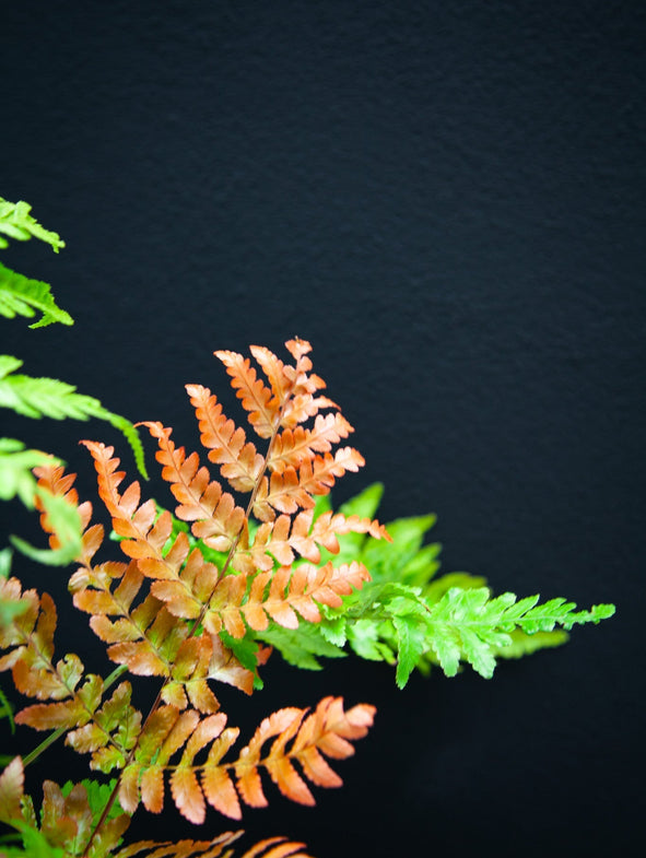 What to prune in Autumn